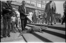 22697-5-24 Circus Althoff-personeel stunt met een krokodil op de trappen van het Stadhuisplein.
