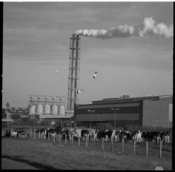 22895-3-12 De Eerste Nederlandse Coöperatieve Kunstmestfabriek (ENCK) in Vlaardingen met daarvoor grazende koeien.