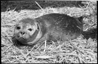 25379-6-14 Een jong zeehondje is gevonden op de Maasvlakte.
