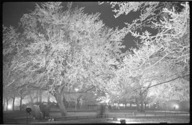3041-2 Avondfoto van witte rijp op door lampen verlichte bomen.