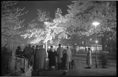 3041-3 Avondfoto van witte rijp op door lampen verlichte bomen met publiek.