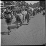 3253 'Tour de ville' van Circus Krone met rij olifanten; op de foto in de Karel Doormanstraat,