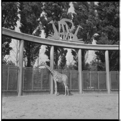 3494-2 Giraf 'Wilhelmina' met daarboven een betonnen ornament van het giraffenverblijf in Diergaarde Blijdorp.