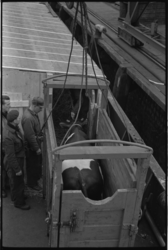 4941 Kalfje wordt in transportkist op een schip geplaatst bij haventerrein van KNSM aan de Lekhaven.