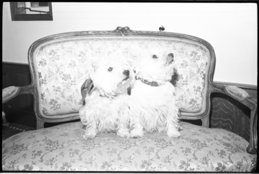 5579-1 Twee witte hondjes zitten op een thuisbank.