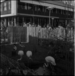569 Flamingo's op de Lijnbaan ter gelegenheid van het 100-jarig bestaan van Diergaarde Blijdorp.