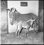 6240 Grevy-zebra 'Tine' in Diergaarde Blijdorp met haar jong 'Longway'.