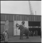 6524-11 Indische olifant 'Sahib' van Circus Krone op de kade aan de Maashaven; zijn begeleider Kalli Frank staat ...