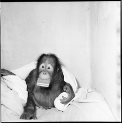 6699 Orang-oetan-jong Tom uit Diergaarde Blijdorp werd thuis tijdelijk opgevangen door dierenverzorger Chris Baris ...