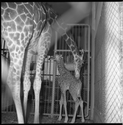 7079 Giraffemoeder 'Wilhelmina' snuffelt aan haar jong 'Rudolph' in Diergaarde Blijdorp; vader is 'Boran'.