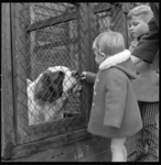 7219 Sint Bernhardhond krijgt jeugd op bezoek in dierenasiel .