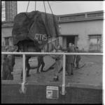 8443-2 Mannen zijn bezig een transporthok -waarin het 5-jarige nijlpaardwijfje 'Tanja' uit 'Artis'- bij de ...