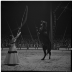 864-2 Optreden van Regina Strassburger met paardenshow in een tent van Circus Strassburger aan de Kruiskade.