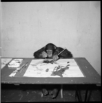 8934-2 De vijf jaar oude chimpansee Mano in Diergaarde Blijdorp schildert met twee penselen.