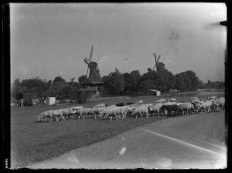 R-1941 Bij de Plaszoom loopt een kudde schapen op een grasveld. Op de achtergrond staan twee molens.