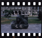 2003-905-221 Op de Coolsingel aan de overkant van het stadhuis ligt het beeld van een leeuw afkomstig van Delftse ...