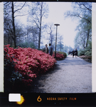 2003-905-34 Mensen wandelen langs de bloeiende rodondenderons in het Park.