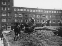 1977-3633 Op het Mathenesserplein wordt een schuilkelder gesloopt vanwege het hout.