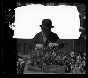 5705 Op een bloemen- en plantenmarkt op de Rechter Rottekade bekijkt een man met hoed een kist met planten.
