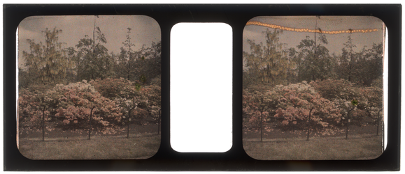 26-2-29 Stereofoto, autochroom van bloemen en planten, mogelijk in de tuin van de familie Stahl - Van Hoboken aan de ...