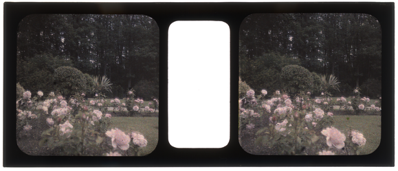 26-3-34 Stereofoto, autochroom, van een rozenperk in, waarschijnlijk, het Park de Heuvel.
