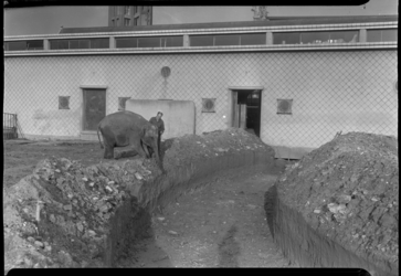 2006-15081 Een oppasser laat olifant Raja een brede gracht zien die is gegraven tussen de buitenverblijven van de ...