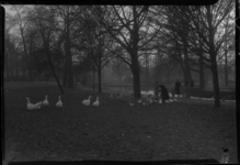2006-15193 Het voeren van eenden en ganzen in het Park.