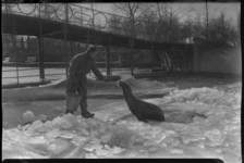 2006-17060 Diergaarde Blijdorp in de winter: een zeeleeuw wordt gevoerd op het ijs van zijn bevroren vijver.