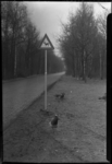 2006-17111 Pauwen steken de Prinses Beatrixlaan over in het Kralingse Bos bij een waarschuwingsbord voor overstekende ...