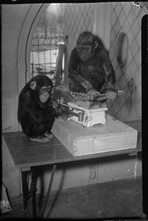 2006-17275 Een jonge gorilla op een weegschaal en een jonge chimpansee ernaast in Diergaarde Blijdorp.