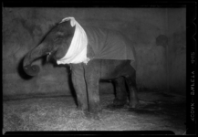 THO-1234 Tijdens de strenge winter wordt in Diergaarde Blijdorp een olifant met doeken beschermd tegen de kou.