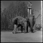 THO-1438 Olifantendrijver Gunawardardna uit Ceylon staat bij de olifanten Menika en Kamala in diergaarde Blijdorp aan ...