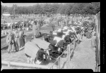 THO-1687 Tijdens een veekeuring staan koeien opgesteld op het terrein van de Rotterdamse Manege aan de Kralingseweg.
