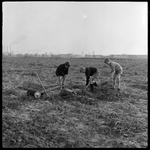THO-1714 Met scheppen en een zelfgemaakte kruiwagen rooien drie jongens aardappels in de Spaanse Polder.