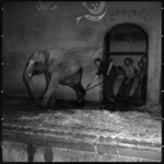 THO-1715 Dierenverzorgers leggen olifant Dombo II aan de ketting. De jonge olifant is net aangekomen in Diergaarde ...
