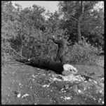 THO-1777 Met een bijl verwijdert een man takken van een zieke, omgehakte boom in Diergaarde Blijdorp aan de Van ...