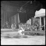 THO-1918 Schaatsers van 'Holiday on Ice' geven een show in sporthal Ahoy aan de Wytemaweg.