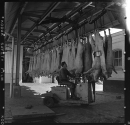 THO-1979 Met een elektrisch wagentje haalt een werknemer van het Openbaar Slachthuis aan de Boezemstraat varkens op.