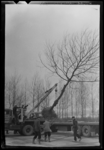 THO-3084 Met een takelwagen wordt een boom van een oplegger getakeld. De boom wordt geplant langs de Wytemaweg.