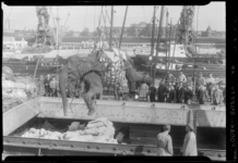 THO-332 Bij de Koninklijke Rotterdamsche Lloyd aan de Lloydstraat wordt met een hijskraan een olifant aan wal gehesen ...