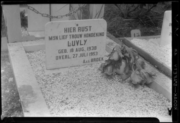 THO-403 Graf van een hond op dierenbegraafplaats Dierenlust aan de Kralingseweg. Op de steen staat 'Hier rust mijn lief ...