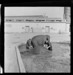 THO-438 Dierenverzorgers wassen olifanten in Diergaarde Blijdorp aan de Van Aerssenlaan.