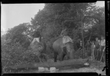 THO-726 Met twee olifanten worden in diergaarde Blijdorp bomen omver geduwd en verplaatst. De olifanten stonden ...