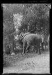 THO-727 De olifanten Kamala en Menika verplaatsen bomen in diergaarde Blijdorp. De olifanten stonden voorheen op de ...