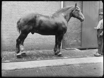 2007-2565-07 Een paard en zijn begeleider op de wagenplaats van de firma Tromp en Rueb, Azijnmakerij 'De Dubbele ...