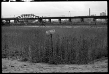1980-5464 Een tarweveld langs de Mariniersweg. De landbouwactiviteiten in de stad zijn uitgevoerd in het kader van de ...