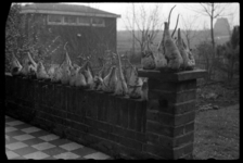 1980-5495 In de tuin van de fotograaf aan de Burgemeester Le Fèvre de Montignylaan staat een rij suikerbieten ...