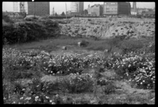 1980-5767 Bouwputten begroeid met gras en bloemen in de omgeving van de Wijnstraat. Op de achtergrond de Blaak en het ...
