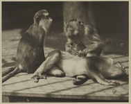1976-15555 Vlooiende aapjes hoogstwaarschijnlijk in Diergaarde Blijdorp.
