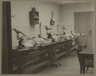 1989-194 Inenting van koeien met een koepokstofvaccin aan de van Oldebarneveltstraat, bij het Coolsingelziekenhuis.